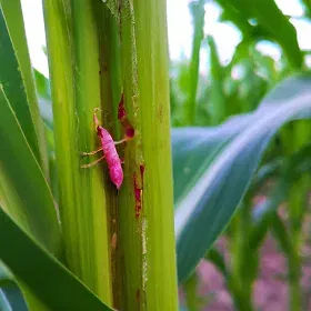 Pink Stem Borer Image