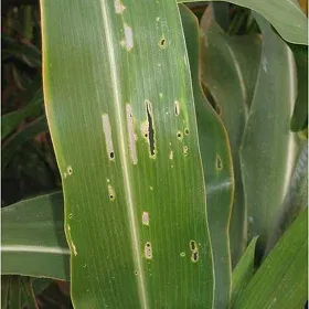 Spotted Stem Borer Image