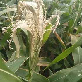 Stem Borer Image