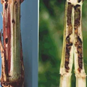 Stem Fly Image