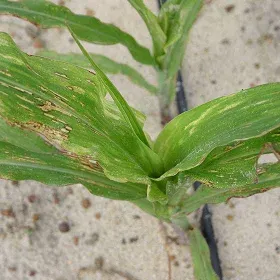 Thrips Image