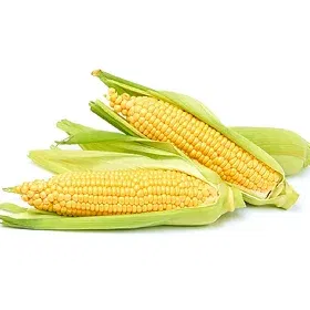 Hybrid Maize Seeds Image