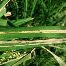 Bacterial Leaf Blight Image