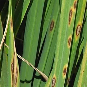 Brown Spot Image