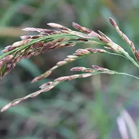 Dirty Panicle Disease Image