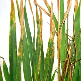 Leaf Blight Image