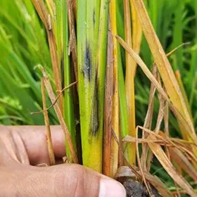 Stem Rot Image