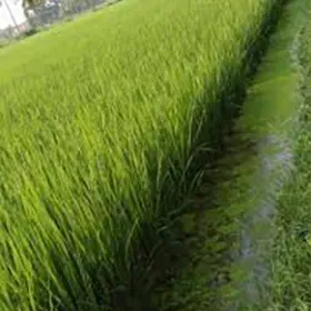 Bio Fertilizers Image