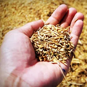 Seed Treatment Image