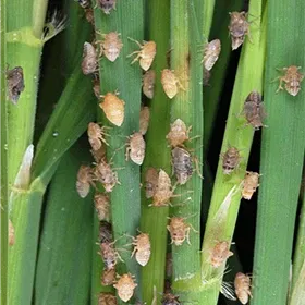 Brown Plant Hoppers Image