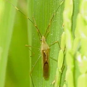 Ear Head Bug Image
