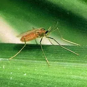 Gall Midge Image