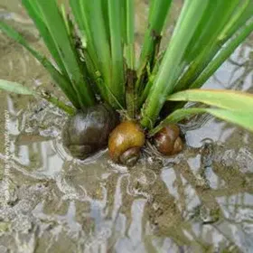 Giant African Snails Image