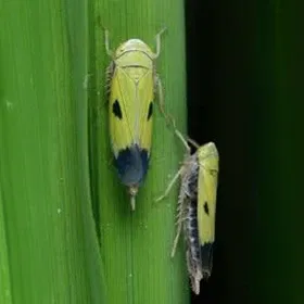 Green Leaf Hopper Image