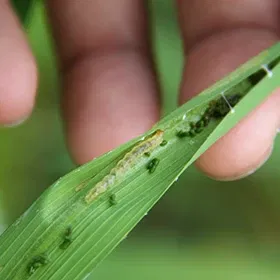 Leaf Folder Image