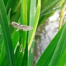 Rice Case Worm Image