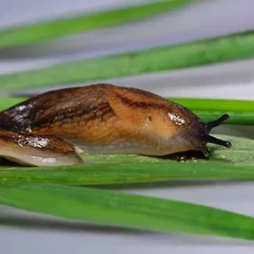 Slugs Image