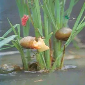 Snails Image