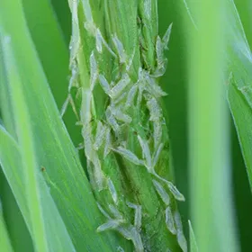 Thrips Image