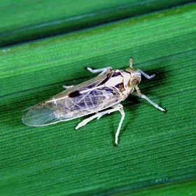 White Backed Plant Hopper Image