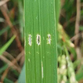 Whorl Maggot Image