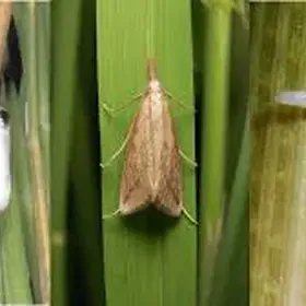 Yellow Stem Borer Image