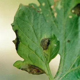 Alternaria Blight Image