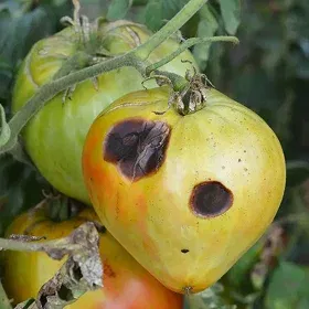 Anthracnose Image
