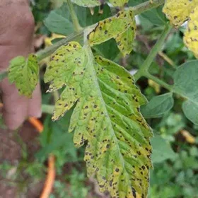 Bacterial Leaf Spot Image