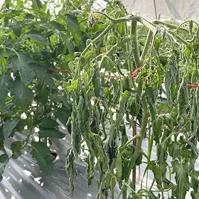 Bacterial Wilt Image