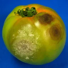 Buckeye Rot Image