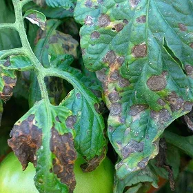 Early Blight Image