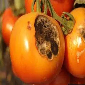 Fruit Rot Image