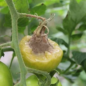 Grey Mould Image