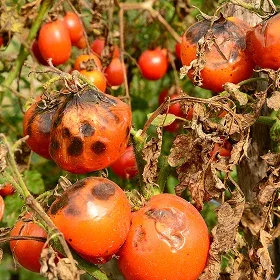 Late Blight Image