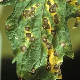 Leaf Spot Image