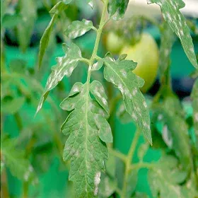 Powdery Mildew Image