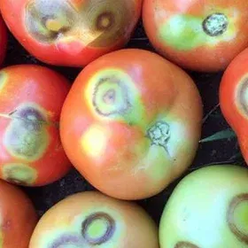 Ring Rot Image