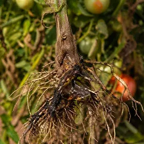 Root Rot Image