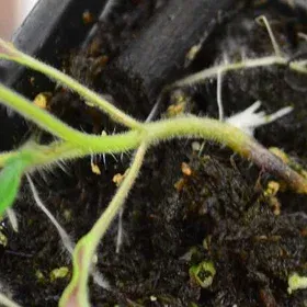 Seedling Wilt Image