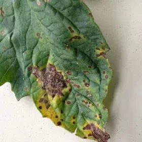 Septoria Leaf Blight Image