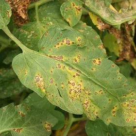 Septoria Leaf Spot Image