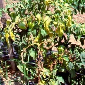 Wilt Image