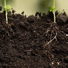 Bio Fertilizers Image