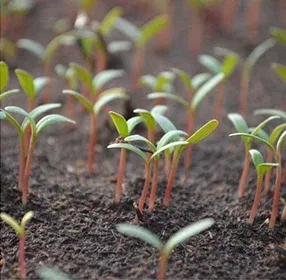 Seed Treatment Image