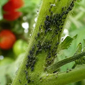 Aphids Image