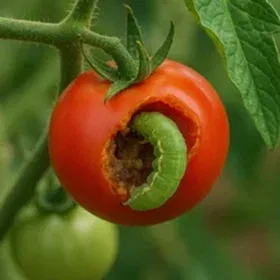 Fruit Borer Image