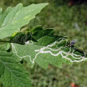 Leaf Miner Image