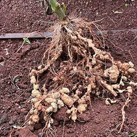 Root Knot Nematode Image