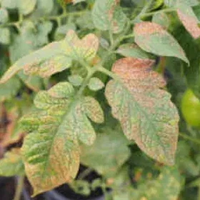 Thrips Image